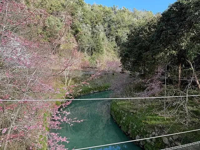 2025杉林溪森林生態渡假園區，椿寒櫻2/24即時現況🌸。