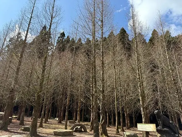 2025杉林溪森林生態渡假園區，椿寒櫻2/24即時現況🌸。