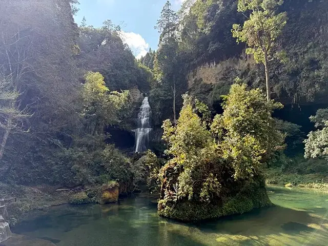 2025杉林溪森林生態渡假園區，椿寒櫻2/24即時現況🌸。