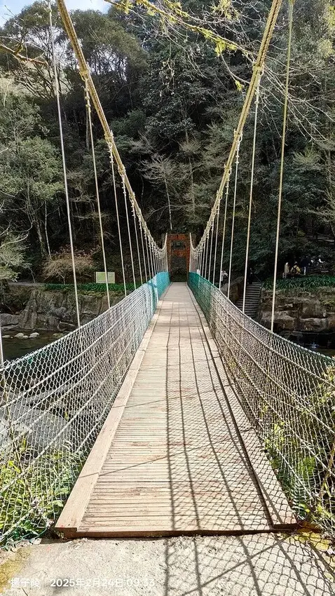 2025杉林溪森林生態渡假園區，椿寒櫻2/24即時現況🌸。