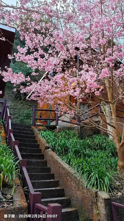 2025杉林溪森林生態渡假園區，椿寒櫻2/24即時現況🌸。