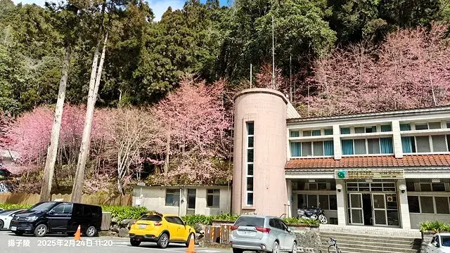 2025杉林溪森林生態渡假園區，椿寒櫻2/24即時現況🌸。