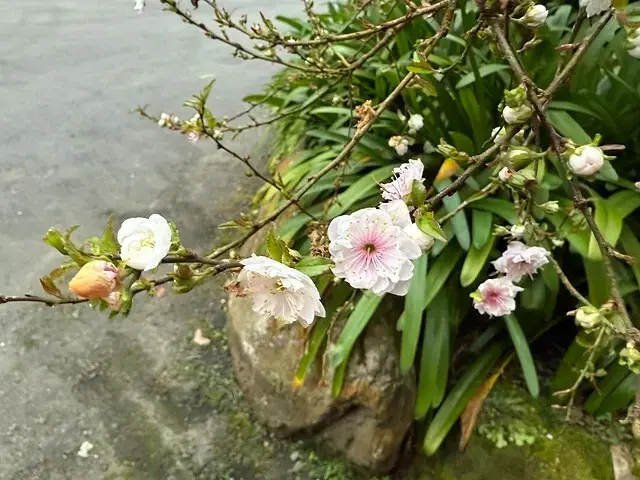 2025竹山紫南宮，來擲茭借發財金｜2025鳳凰谷鳥園生態園