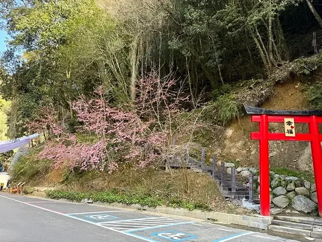 2025杉林溪森林生態渡假園區，椿寒櫻2/24即時現況🌸。