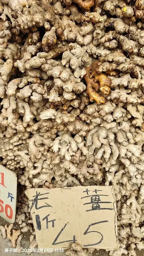 2025竹山紫南宮，來擲茭借發財金｜2025鳳凰谷鳥園生態園