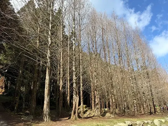 2025杉林溪森林生態渡假園區，椿寒櫻2/24即時現況🌸。