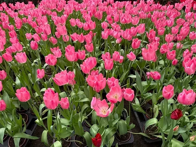 2025杉林溪森林生態渡假園區，椿寒櫻2/24即時現況🌸。