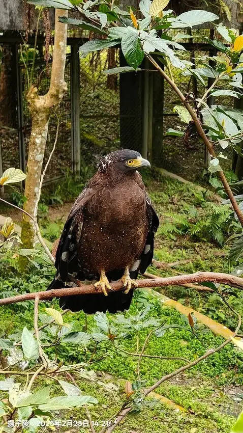 2025竹山紫南宮，來擲茭借發財金｜2025鳳凰谷鳥園生態園