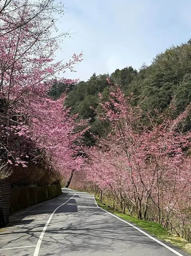 2025杉林溪森林生態渡假園區，椿寒櫻2/24即時現況🌸。