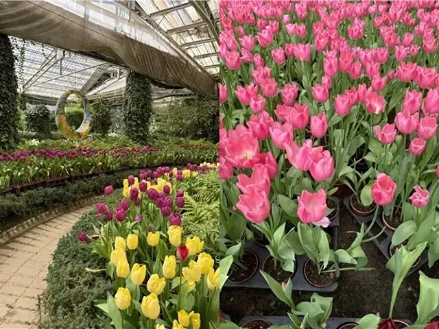 2025杉林溪森林生態渡假園區，椿寒櫻2/24即時現況🌸。