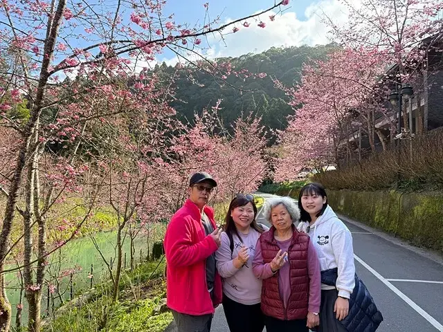 2025杉林溪森林生態渡假園區，椿寒櫻2/24即時現況🌸。