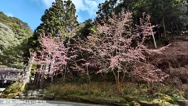2025杉林溪森林生態渡假園區，椿寒櫻2/24即時現況🌸。