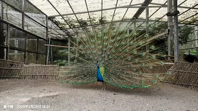 2025竹山紫南宮，來擲茭借發財金｜2025鳳凰谷鳥園生態園