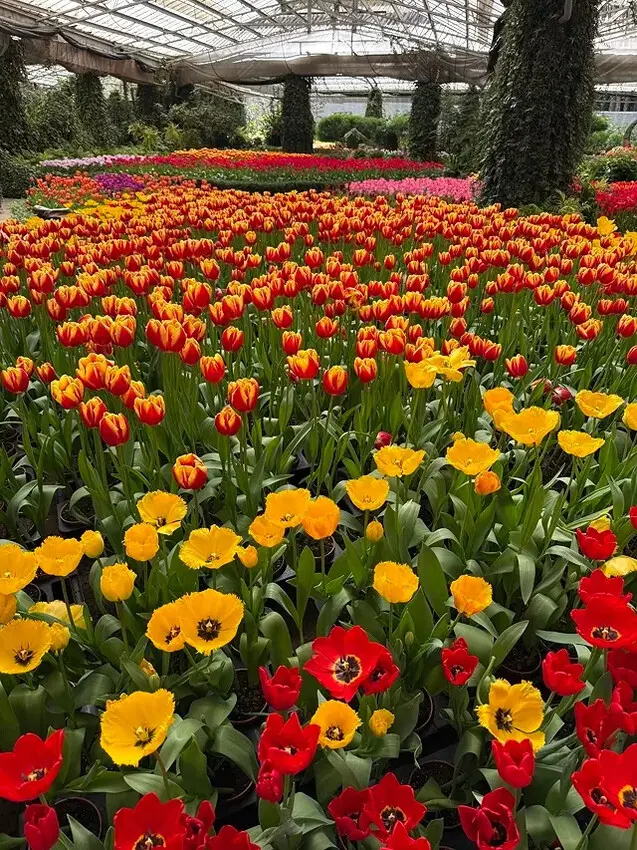 2025杉林溪森林生態渡假園區，椿寒櫻2/24即時現況🌸。