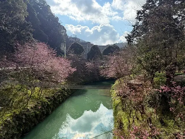 2025杉林溪森林生態渡假園區，椿寒櫻2/24即時現況🌸。