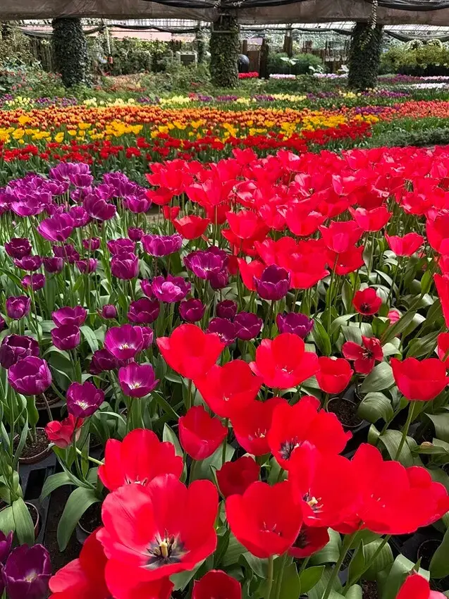 2025杉林溪森林生態渡假園區，椿寒櫻2/24即時現況🌸。