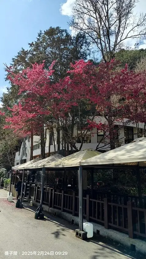 2025杉林溪森林生態渡假園區，椿寒櫻2/24即時現況🌸。