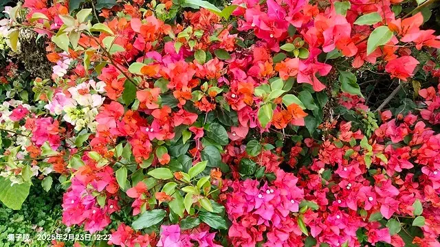 2025竹山紫南宮，來擲茭借發財金｜2025鳳凰谷鳥園生態園