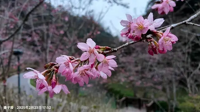 2025竹山紫南宮，來擲茭借發財金｜2025鳳凰谷鳥園生態園