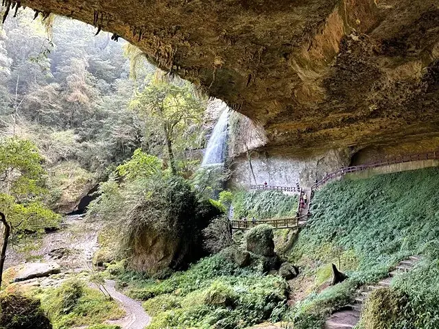 2025杉林溪森林生態渡假園區，椿寒櫻2/24即時現況🌸。