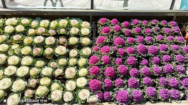 2025杉林溪森林生態渡假園區，椿寒櫻2/24即時現況🌸。