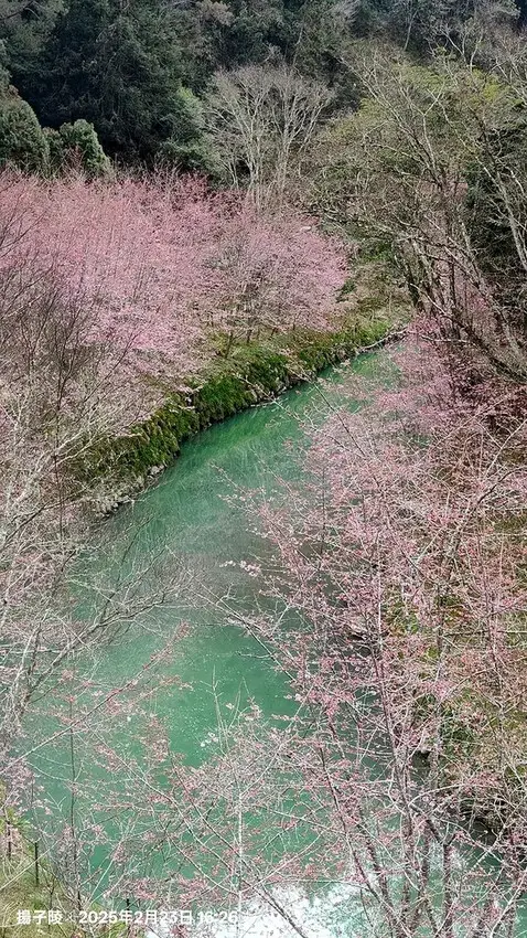 2025竹山紫南宮，來擲茭借發財金｜2025鳳凰谷鳥園生態園