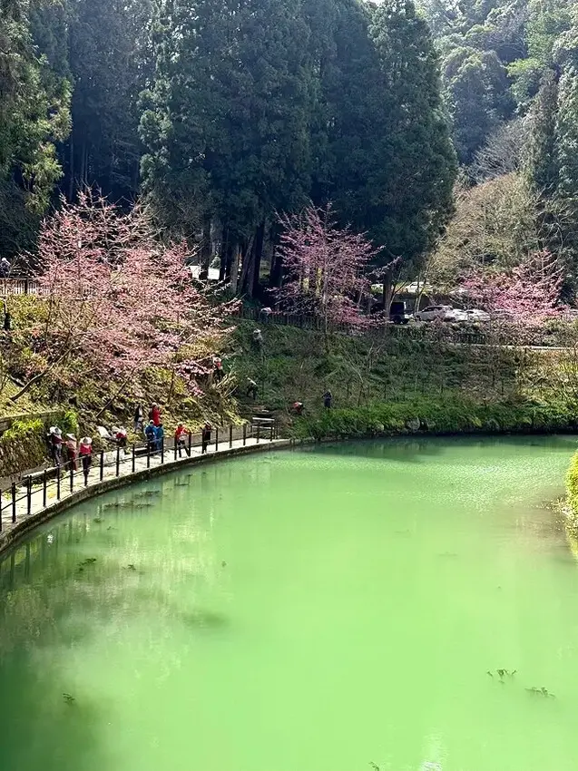 2025杉林溪森林生態渡假園區，椿寒櫻2/24即時現況🌸。