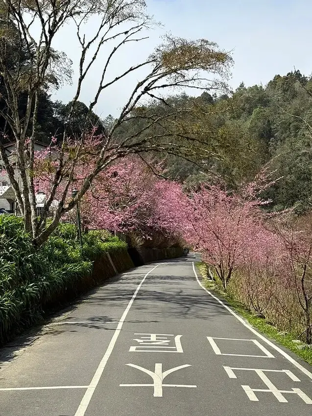 2025杉林溪森林生態渡假園區，椿寒櫻2/24即時現況🌸。