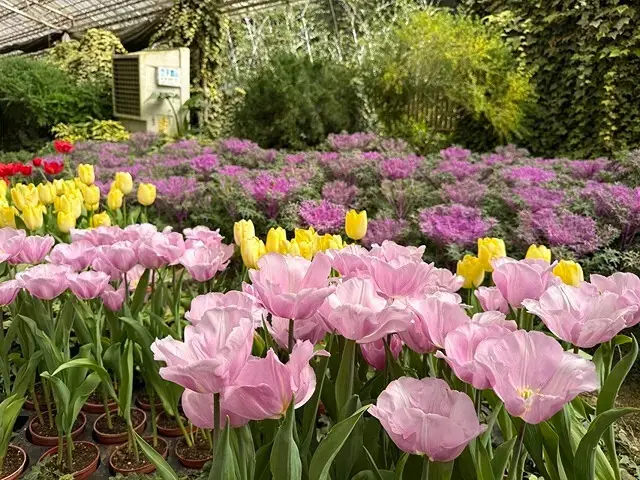 2025杉林溪森林生態渡假園區，椿寒櫻2/24即時現況🌸。