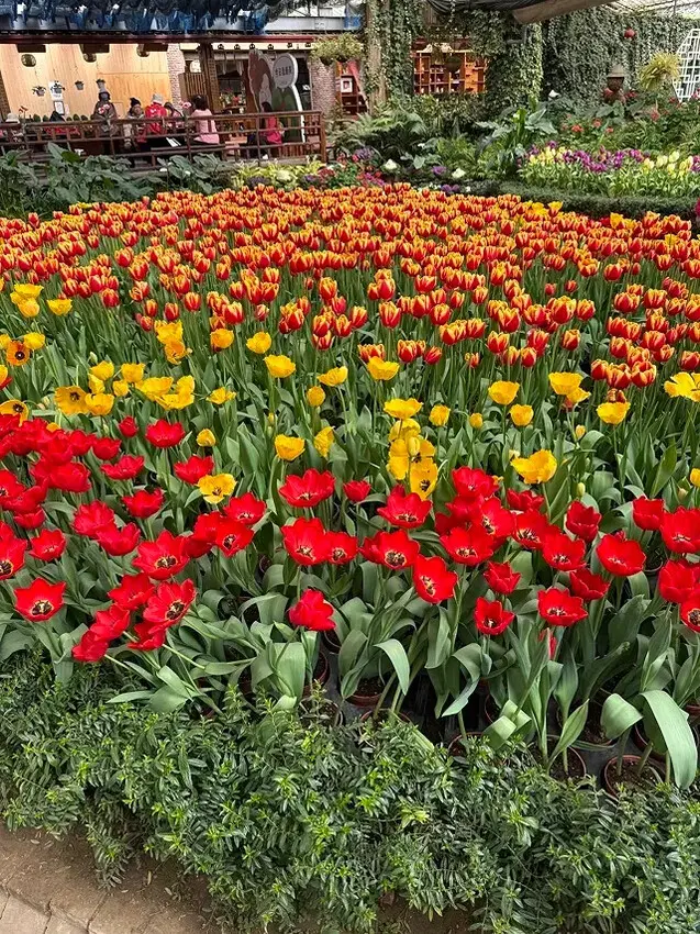 2025杉林溪森林生態渡假園區，椿寒櫻2/24即時現況🌸。