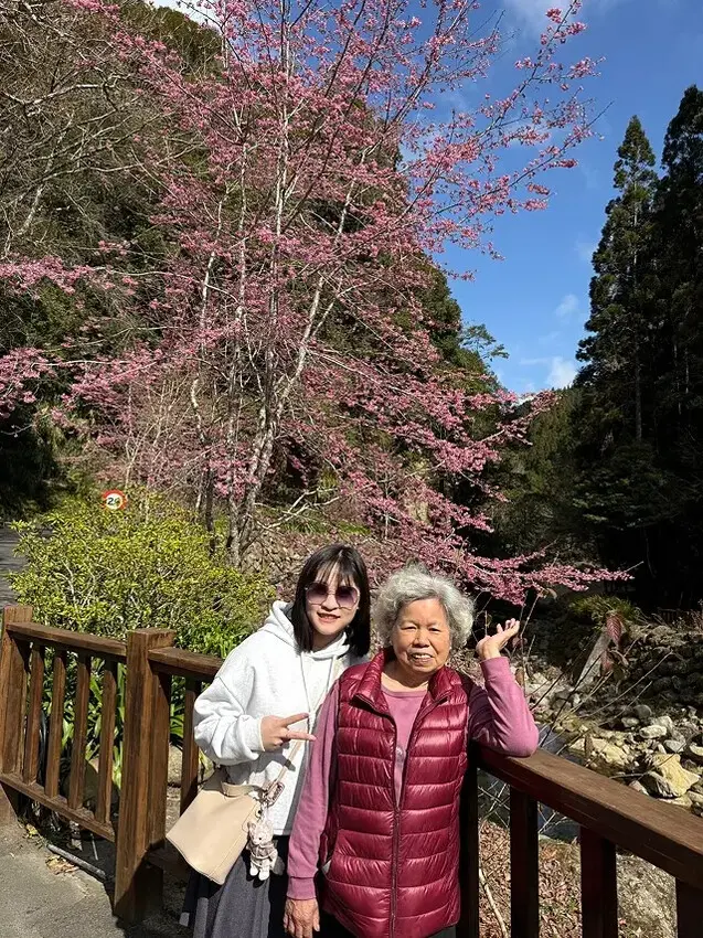 2025杉林溪森林生態渡假園區，椿寒櫻2/24即時現況🌸。