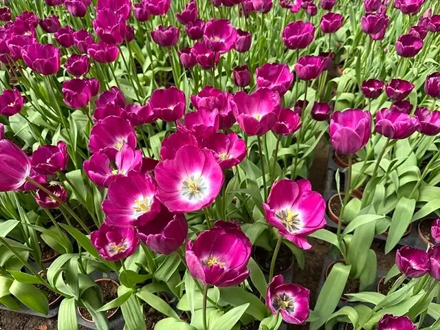 2025杉林溪森林生態渡假園區，椿寒櫻2/24即時現況🌸。