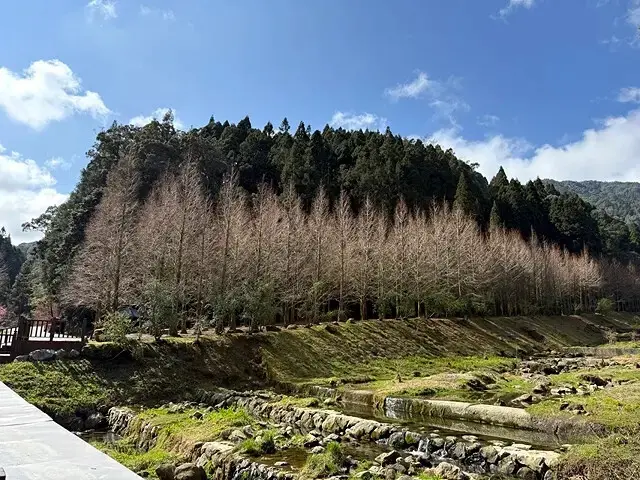 2025杉林溪森林生態渡假園區，椿寒櫻2/24即時現況🌸。