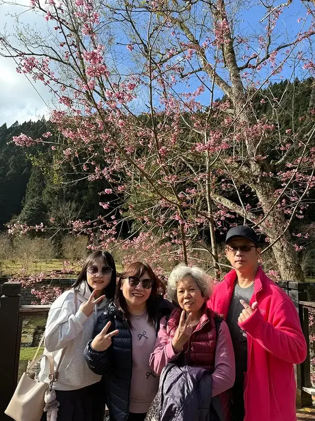 2025杉林溪森林生態渡假園區，椿寒櫻2/24即時現況🌸。