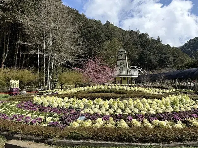 2025杉林溪森林生態渡假園區，椿寒櫻2/24即時現況🌸。