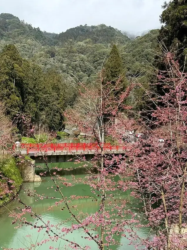 2025杉林溪森林生態渡假園區，椿寒櫻2/24即時現況🌸。