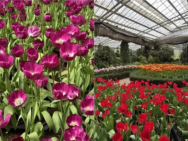 2025杉林溪森林生態渡假園區，椿寒櫻2/24即時現況🌸。