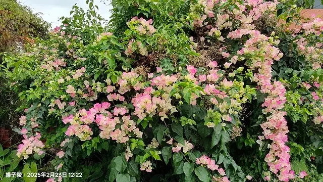 2025竹山紫南宮，來擲茭借發財金｜2025鳳凰谷鳥園生態園