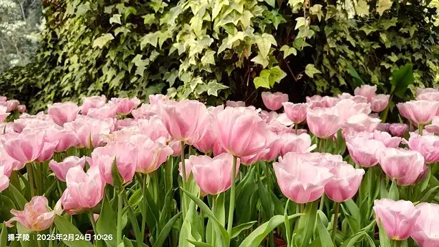 2025杉林溪森林生態渡假園區，椿寒櫻2/24即時現況🌸。