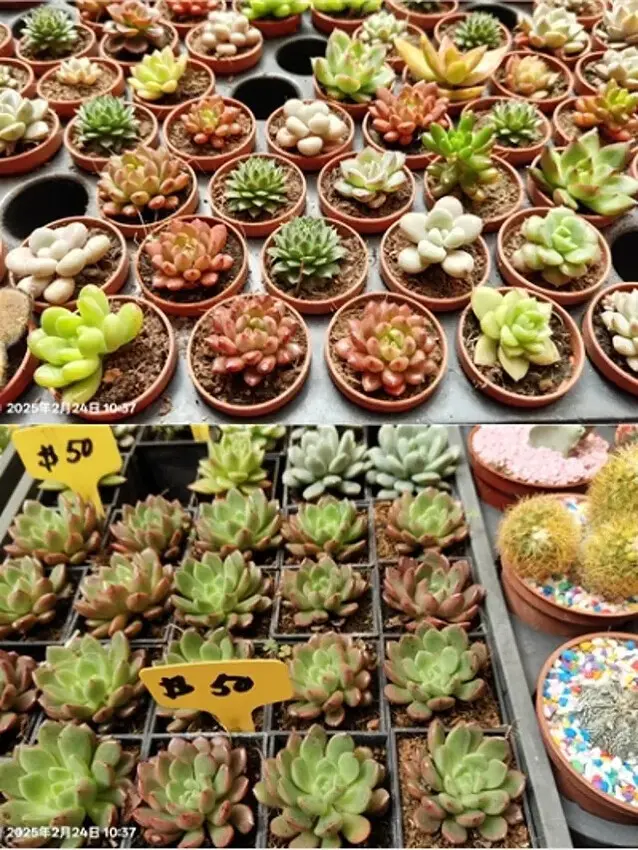 2025杉林溪森林生態渡假園區，椿寒櫻2/24即時現況🌸。