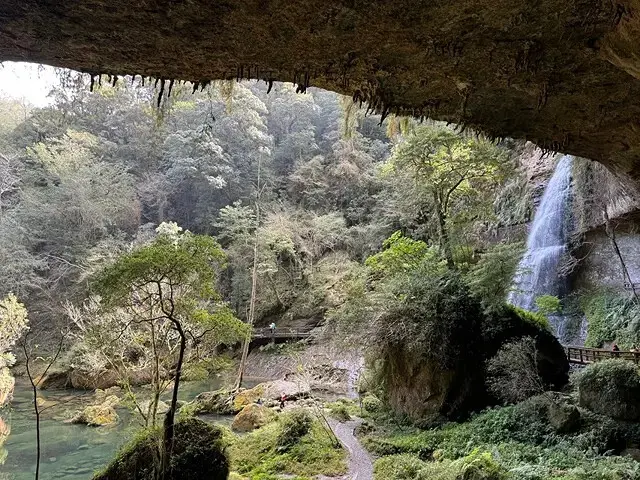 2025杉林溪森林生態渡假園區，椿寒櫻2/24即時現況🌸。