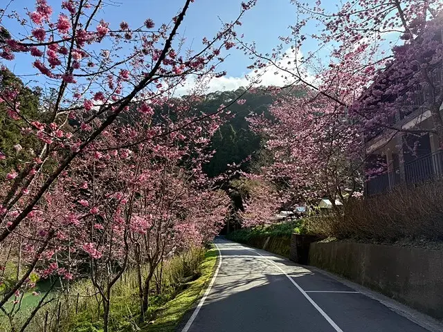 2025杉林溪森林生態渡假園區，椿寒櫻2/24即時現況🌸。