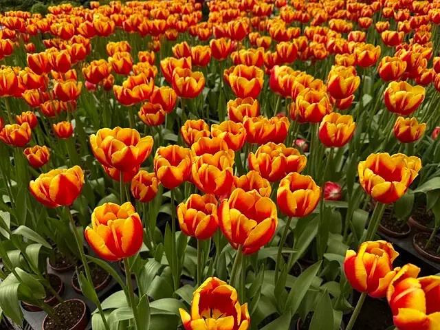 2025杉林溪森林生態渡假園區，椿寒櫻2/24即時現況🌸。