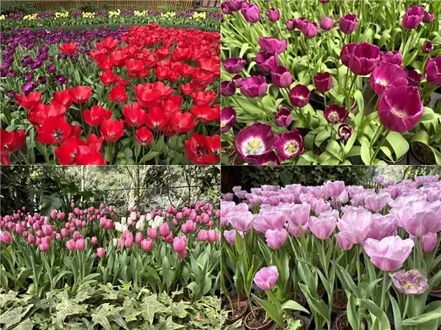 2025杉林溪森林生態渡假園區，椿寒櫻2/24即時現況🌸。