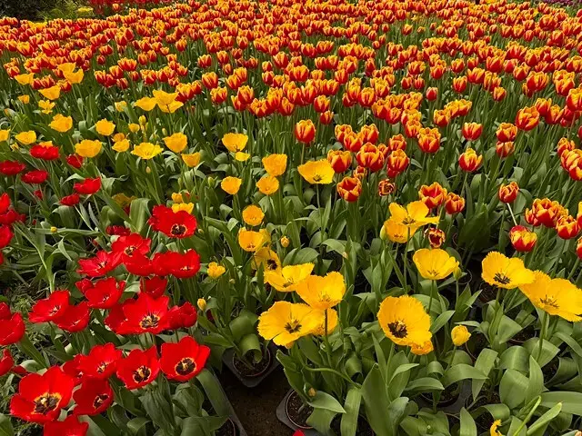 2025杉林溪森林生態渡假園區，椿寒櫻2/24即時現況🌸。