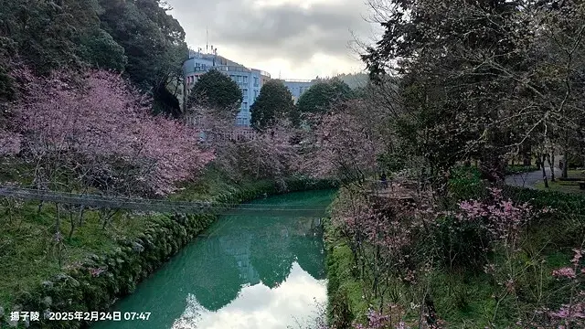 2025杉林溪森林生態渡假園區，椿寒櫻2/24即時現況🌸。