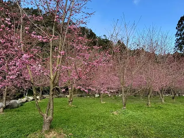2025杉林溪森林生態渡假園區，椿寒櫻2/24即時現況🌸。