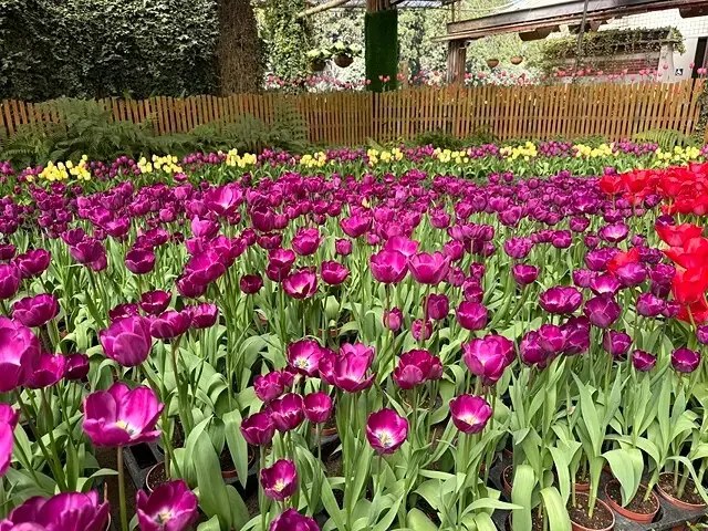 2025杉林溪森林生態渡假園區，椿寒櫻2/24即時現況🌸。