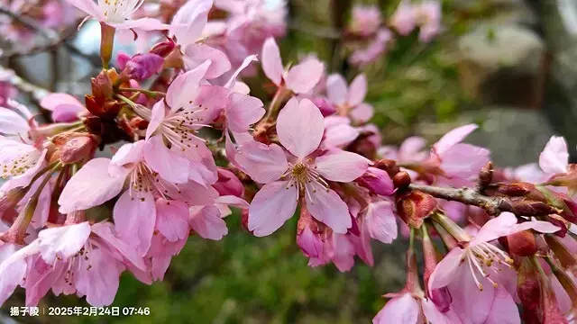 2025杉林溪森林生態渡假園區，椿寒櫻2/24即時現況🌸。