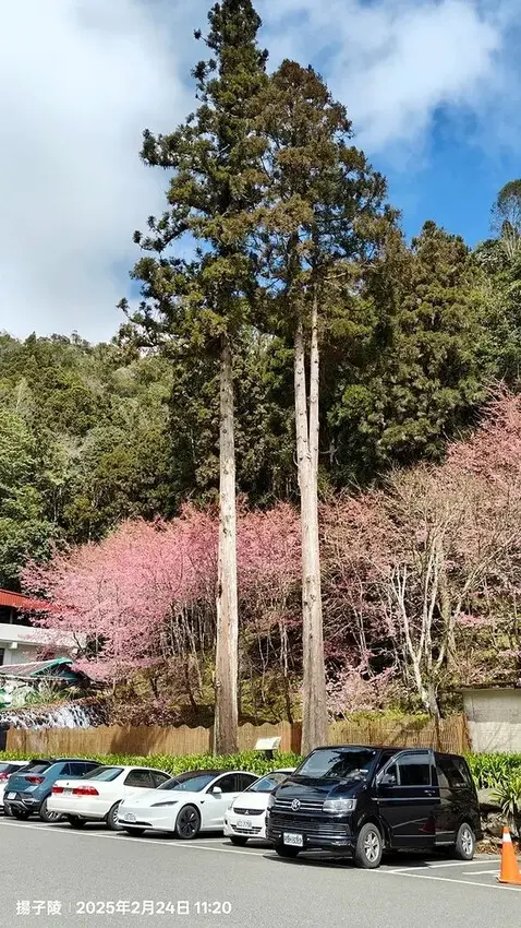 2025杉林溪森林生態渡假園區，椿寒櫻2/24即時現況🌸。